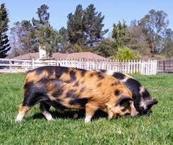 Do you know eugenia cooney ? Kunekune Pigs Central Coast Ranch