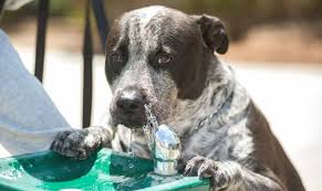 Check spelling or type a new query. 4 Reasons Why You Need A Pet Water Fountain Shed Happens