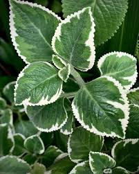 Image result for Coleus amboinicus