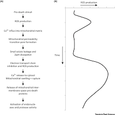 Mitochondria and chloroplasts are believed to be bacterial endosymbionts of cells because. Licensed To Kill Mitochondria Chloroplasts And Cell Death Trends In Plant Science