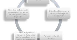 How Does Led Body Sculpting Work Cell Wall Laser Lipo Lipo