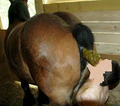 El informe de Blue Striker: Mes anti-pony: los cloppers.