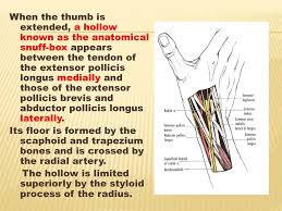 Deep Muscles There Are Five Muscles In The Deep Compartment Of The Posterior Forearm The Supinator Abductor Pollicis Longus Extensor Pollicis Brevis Ppt Download Anatomical snuff box lateral/anterior border. deep muscles there are five muscles in