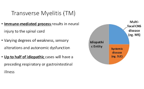 The word myelitis is derived from greek Transverse Myelitis