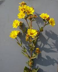 Image result for Guizotia