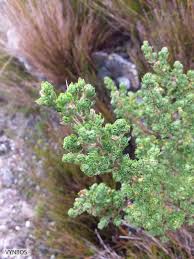 Image result for Cliffortia