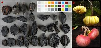 Image result for Garcinia huillensis