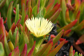 Image result for Carpobrotus