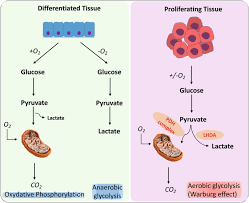 Glucose Metabolism in Cancer: The Warburg Effect and Beyond | SpringerLink