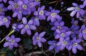 Those sunny flowers all over the yard. Ground Cover Plants For Florida Ehow Com Ground Cover Plants Florida Plants Florida Gardening
