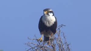 For more information, please contact: Richard Moore Outdoor Report Rare Falcons Rebound Kveo Tv