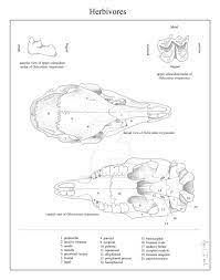 These Three Anatomy Plates Are What I 039 Ve Been Spending All My Time On Lately This One Shows A White Tailed Deer Skul Skull Anatomy Skeleton Anatomy Skull