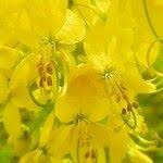 Image result for Cassia sieberiana