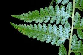 Image result for Dennstaedtiaceae