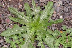 Maybe you would like to learn more about one of these? Prickly Lettuce Weed In Your Summer Lawn