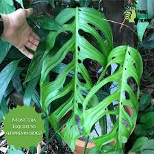 Monstera Esqueleto