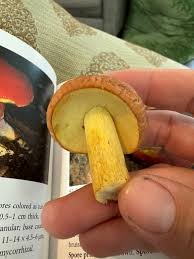 Image result for Boletus variipes