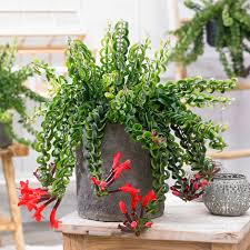 Lipstick plant is a beautiful flowering indoor plant prized for its shiny foliage and interesting flowers. Buy Lipstick Plant Aeschynanthus Twister Xl Pbr 29 99 Delivery By Crocus