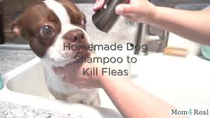It's a combination of castile soap, olive oil, essential oils, and olive oil. Homemade Pet Shampoo That Kills Fleas And Is Safe For Puppies