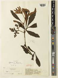 Image result for Cyphostemma barbosae