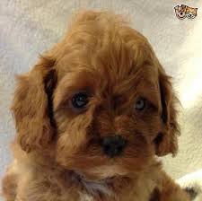 He is well socialized and great with kids! Cavapoo Puppies Pets And Animals For Sale Virginia