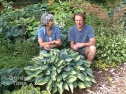 I've been looking into hostas recently, too. Sun And Shade Hostas Youtube