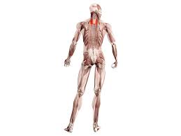 You can even put together a whole routine by picking one or two exercises from each group: 8 Best Back Workouts Exercises Old School Labs