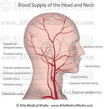 They can be called the main arteries of the head and neck. Blood Supply Of The Head And Neck Alila Medical Images