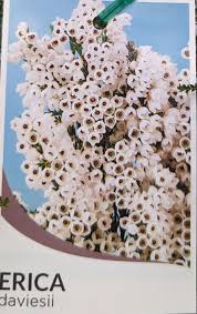 Image result for Erica wildii