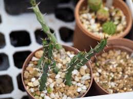 Image result for Euphorbia davyi