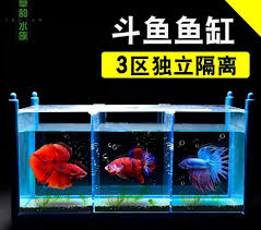 20 gallon divided betta tank fyi keep water level lower than shown to keep bettas from jumping visiting thei fish tank fish tank decorations betta fish tank. 3 Divided Betta Fish Tank Pet Supplies For Fish Fish Tanks On Carousell