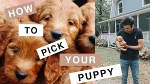 You may also find smaller sized f1s but mostly the f1bs will be when you can start downsizing breedings more efficiently. Theo The Mini Goldendoodle F1b How To Choose Your Puppy Youtube