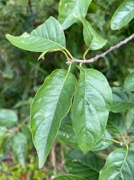 Image result for Turraea mombassana
