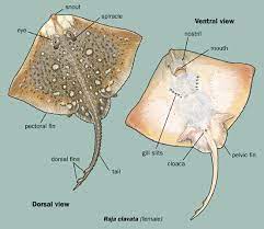 Advertising/marketing in coimbatore, tamil nadu. Eagle Ray Movin2newzealand