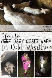 And i know you can. How To Keep Baby Goats Warm In Cold Weather Farm Fit Living