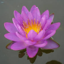 Image result for Nymphaea divaricata
