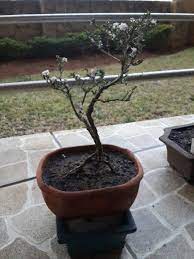 Chinese Snow Rose Snow Rose Bonsai Tree Bonsai