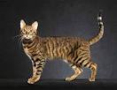 Cheetoh Info Page - cheetoh cat breeders