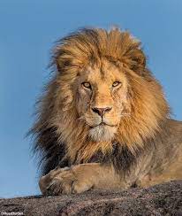 Pin By Mike Teer On Favorite Pets Lion Images Lion Photography Lion Pictures