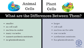 Difference between animal cell and plant cell cytokinesis. What Are The Differences Between Plant Cells And Animal Cells Worldatlas
