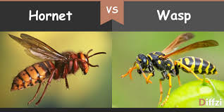 Hornet Vs Wasp Difference And Comparison Diffzi In 2020 Wasp Hornet Red Wasps