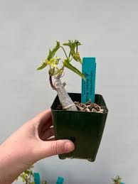 Image result for Aloe welwitschii