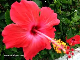 Sebelum itu, saya akan mengalih perhatian anda seketika tentang hari raya tapi kita lihat dan kenali tentang bunga raya. Cantiknya Bunga Raya Bunga Kebangsaan Malaysia