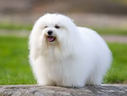 Find coton de tulears puppies & dogs for sale uk at the uk's largest independent free classifieds site. Coton De Tulear Price Range Coton De Tulear Puppies For Sale Cost