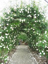 Satisfaction guaranteed · the world's finest roses Pin On Backyards Pools And More