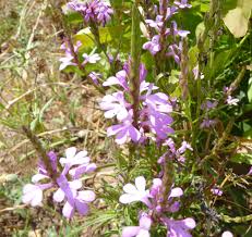 Image result for Striga chrysantha