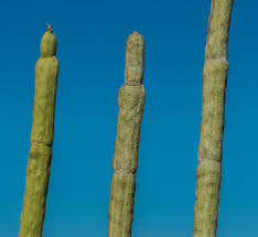 Image result for Cynanchum praecox