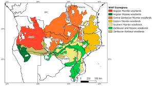 Image result for Baphia bequaertii