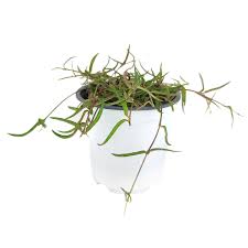 Image result for Ceropegia gracilior