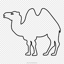 Is a camel a mammal? Dromedary Bactrian Camel Coloring Book Drawing Camello Mammal Fauna Color Png Pngwing